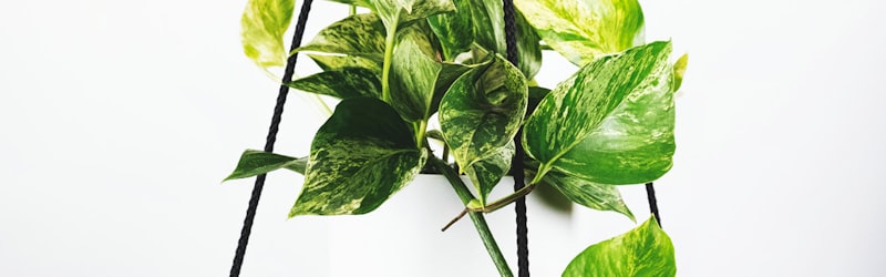 巴西国家队队徽与黄色球衣